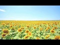 動画で伝えよう！暑中お見舞い動画カード7