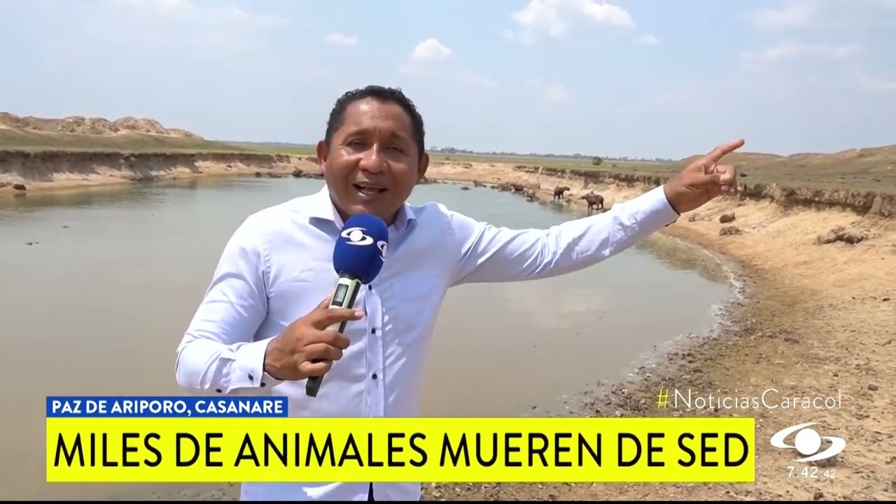 MILES DE ANIMALES MUEREN DE SED EN CASANARE