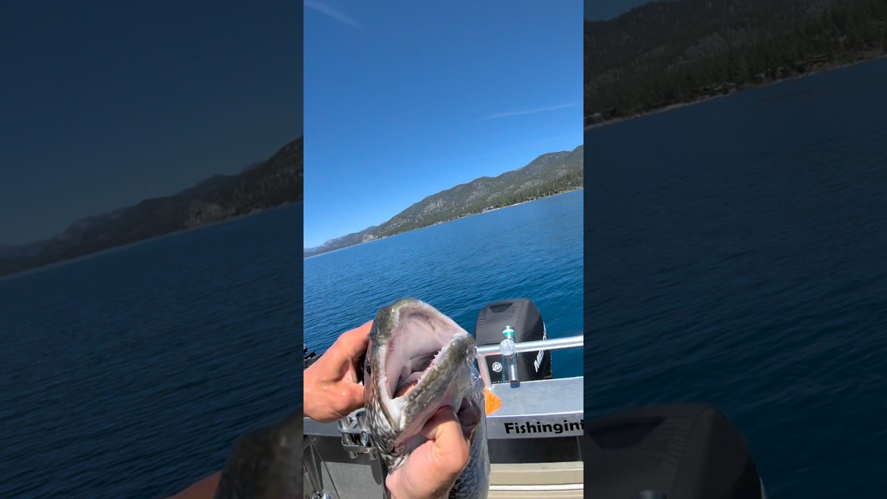 Big fish know what hooks are, they know the game. #fishing #laketahoe #laketrout
