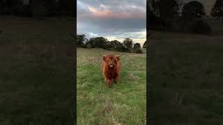 We Love Highland Cooos! 😩 #cuteanimals #animalshorts #funnyanimals #highlandcows