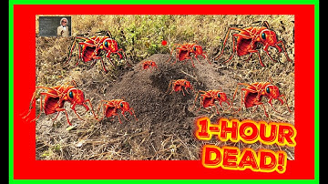 FASTEST WAY To KILL The Queen and Nest of Red Ants / Fire Ants..AMAZING!!