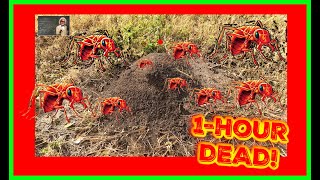 FASTEST WAY To KILL The Queen and Nest of Red Ants / Fire Ants..AMAZING!!