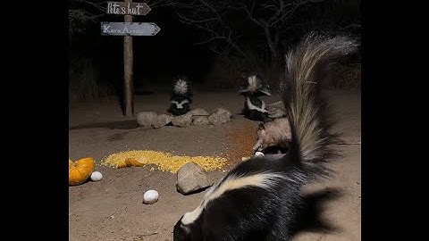 BlueIndigoTrails is live!🍎🎃