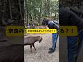 奈良でおじぎする鹿に会ってきた　#マサイ族 #奈良 #奈良の鹿