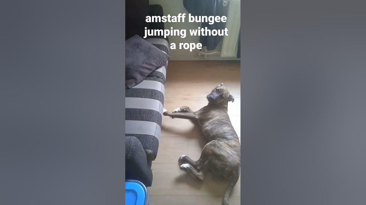 amstaff bungee jumping without a rope YouTube