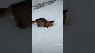 А у вас идёт снег???❄️❄️❄️#юмор #котёнок #животные #чёувасснегидёт #холодно #унасидёт