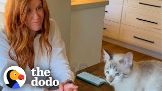 CrossEyed Kitten Takes His Grandma's House By Storm! | The Dodo Cat Crazy