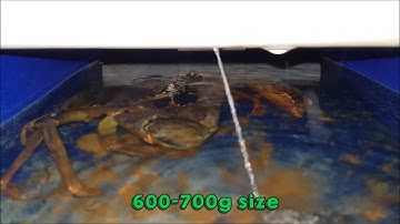 Check out this size comparison of mud crab in our crab boxes