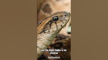 Common Night Adder - One Minute Wildlife