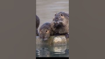 10 Amazing Beaver Facts You Never Knew