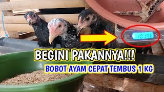 TERBARU! Pakan yang Tepat untuk Pembesaran Ayam Kampung 0-2 Bulan