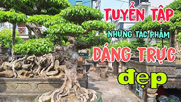 những tác phẩm TRỰC ( Trực Quân tử ) tầm trung và mini đẹp