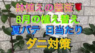 鉢植え薔薇 8月の植え替え 夏バテ 日当たり ダニ対策 Youtube 鉢植え薔薇 8月の植え替え 夏バテ 日当たり ダニ対策 Youtube