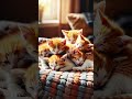 cute kitten-2