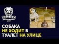 Почему собака не ходит в туалет на выгуле и приносит всё домой