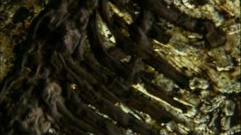 The Link - Darwinius Masillae - Ida (06 of 30) ORKUT Community and Profile