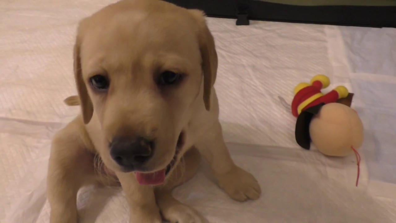 ラブラドール 子犬 ボッコボコにされる アンパンマン ラブラドールの血が騒ぐ Labrador Retriever チャピーの成長日記 04 Youtube