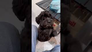 Funny cats and dogs that will make you laugh to tears. 😂 #funnycats #funnydogs #shorts #cat #dog