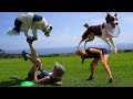 Amazing Trick Dogs THE SUPER COLLIES! *World Record*