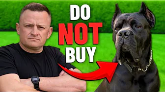 Cane Corso Is NOT the Breed for You! (Here’s Why)