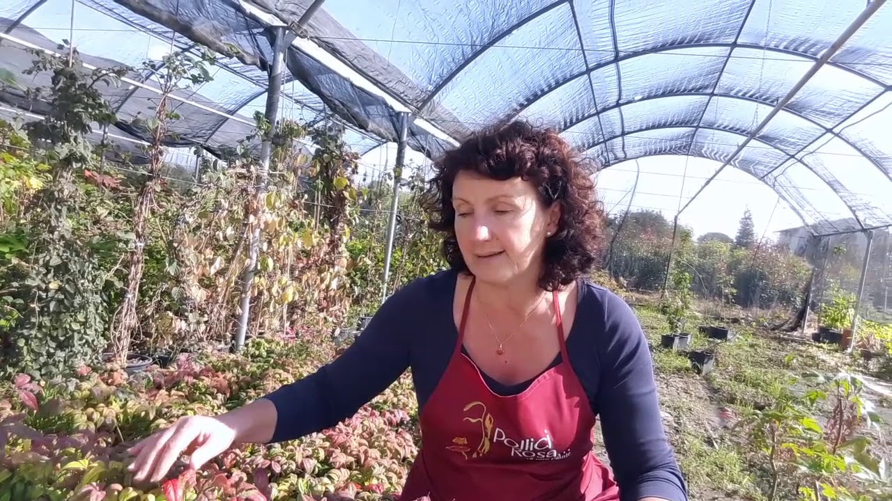 Come si coltiva la nandina fire power