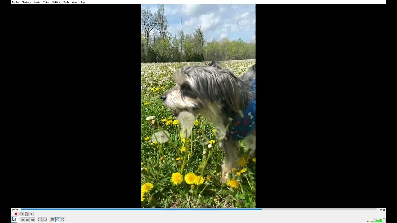 Bentley in Slow Motion Playing in Dandelions with Ana.