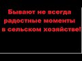 свинья перехаживает срок опороса МЁРТВЫЕ ПОРОСЯТА В ОПОРОСЕ