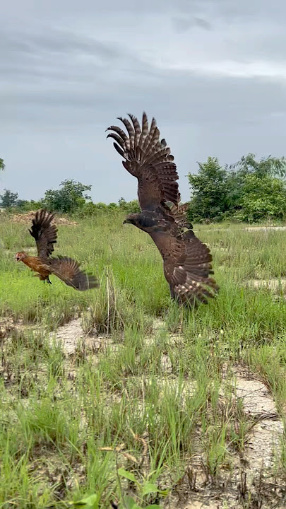 A large Changeable Hawk Eagle hunt a big chicken