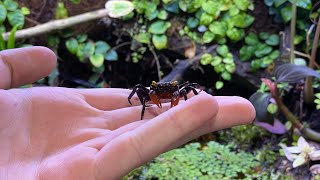 1 Year Paludarium Update! Red Devil Vampire Crabs! (Geosesarma Hagen)
