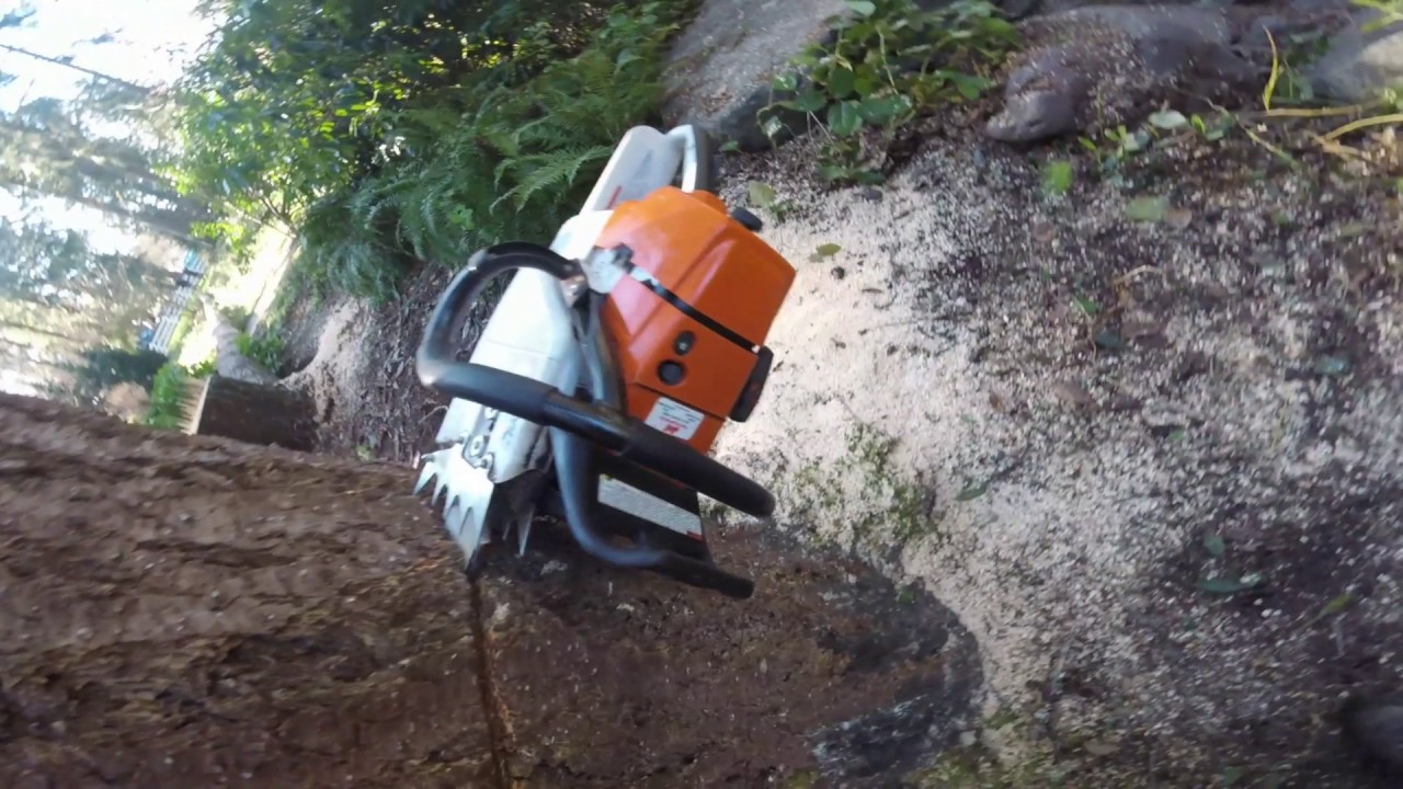 Felling a Douglas Fir - YouTube
