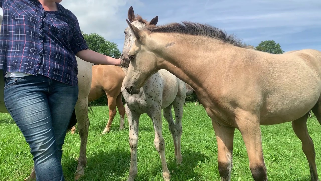 Appaloosa kaufen