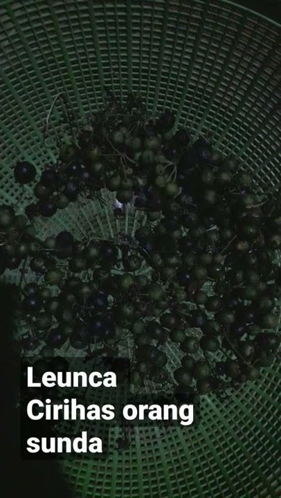 Karedok Leunca anu urang sunda