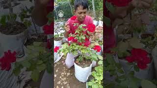 8 Kuntum Bunga Dalam 1 Batang