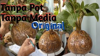 Bonsai Kelapa Original Daun Mulai Pecah Tanpa Pot Tanpa Media