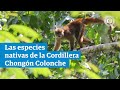 Cámaras captan 59 especies nativas de la Cordillera Chongón-Colonche