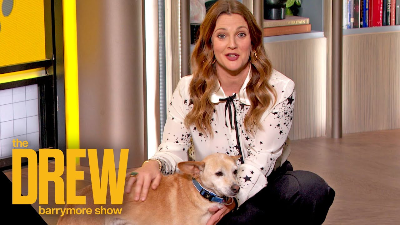 The Big Goodbye Drew Highlights Pet Adoption Week YouTube