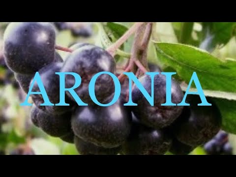 Vidéo: Aronia D'aronia - Propriétés Utiles Et Utilisation D'aronia, De Jus Et De Recettes D'aronia