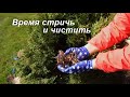 Апрель: ухаживаю за хвойными и декоративно- лиственными кустарниками