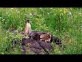 Batairkiawaz Quailfarming Female Batair بٹیر کی آواز بہت زبردست Batairkiawaz Quailfarming Female Batair بٹیر کی آواز بہت زبردست