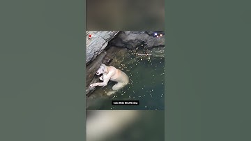 Chú chó vô tình rơi xuống một cái giếng khô cạn và mắc kẹt suốt 5 ngày | Thích Khám Phá #shorts