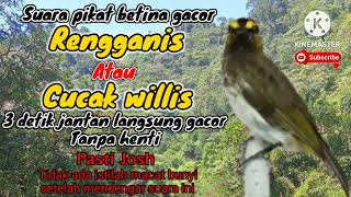 Suara Cucak wilis betina gacor sangat ampuh untuk pancing dan pikat burung cucak wilis jantan Gacor