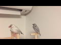 【シルバー文鳥】 乾かし中