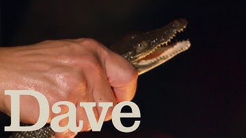 Craig Grabs A Crocodile Out The River | Deadliest Pests Down Under | Dave