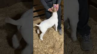 Tag 2303 - Riverbend Club Goats
