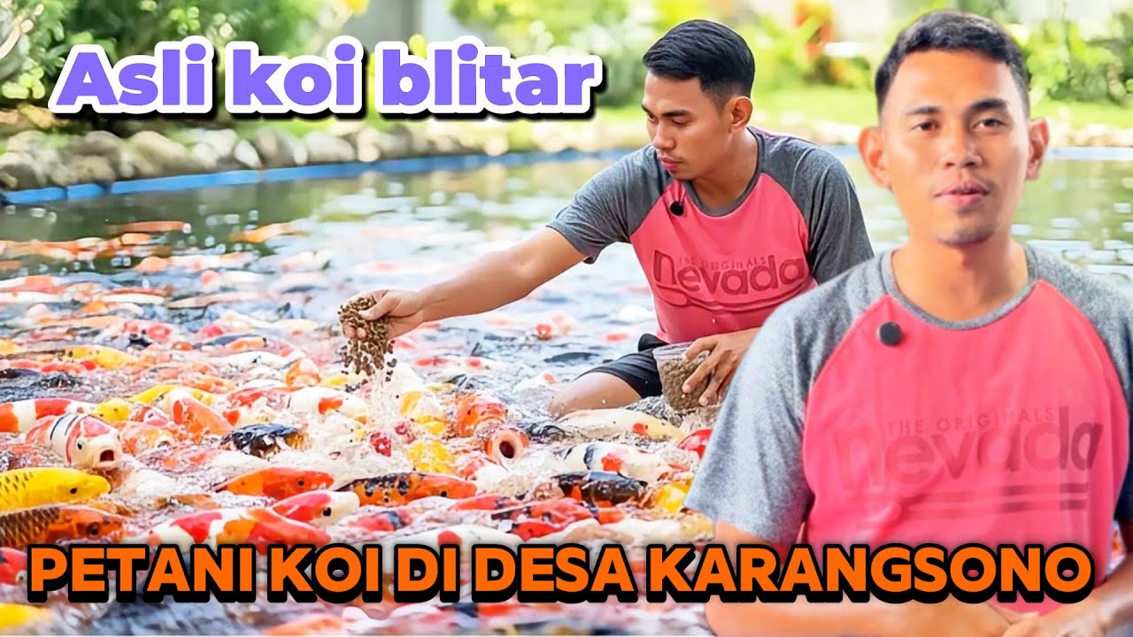 Langsung ke petaninya Review harga koi di desa Karangsono Kanigoro blitar