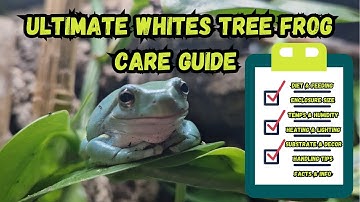 Ultimate Whites Tree Frog Care Guide