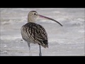 Eurasian Curlew - Numenius arquata -Τουρλίδα - Limassol Salt Lake 11/9/2019 Cyprus