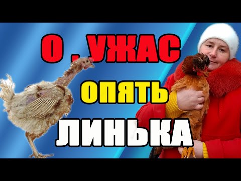 О ужас, опять начинается ЛИНЬКА у кур. Что делать?
