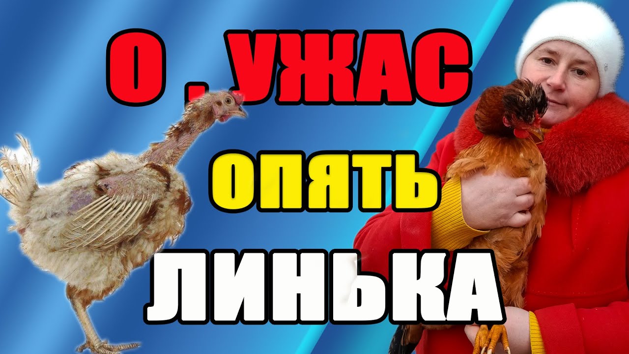 О ужас, опять начинается ЛИНЬКА у кур. Что делать?