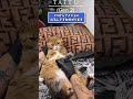 ネッコの動画見てニヤけたら負けwww #2ch #2ch動物スレ #動物 #犬 #猫 #shorts